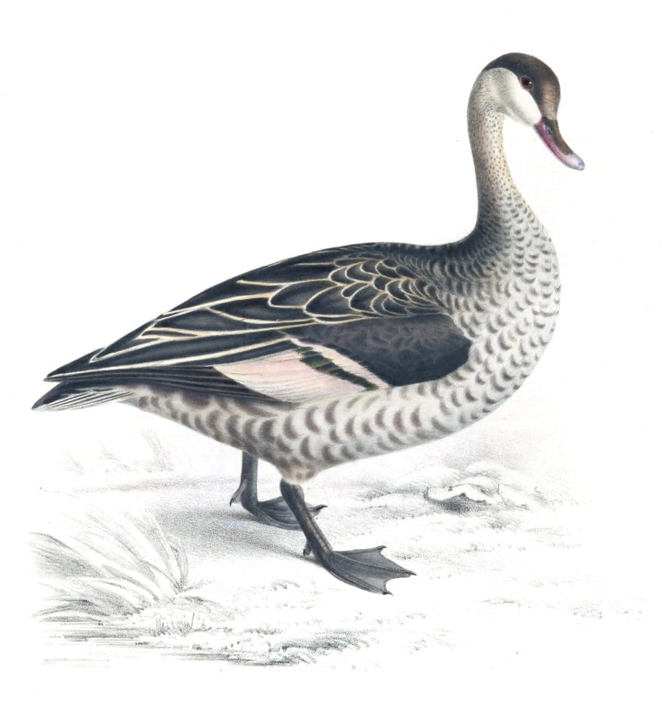 Duck male Vintage Bird Illustration