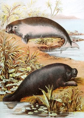 Dugong and Manatee Vintage Illustrations