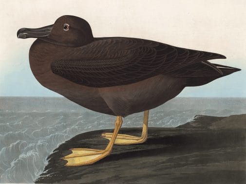 Dusky Albatross Bird Vintage Illustrations