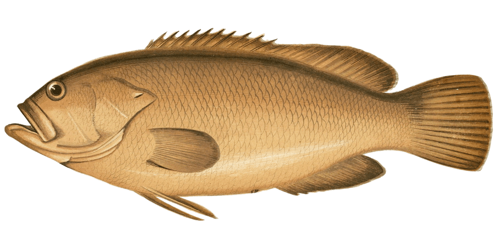 Dusky Perch fish Vintage Illustration