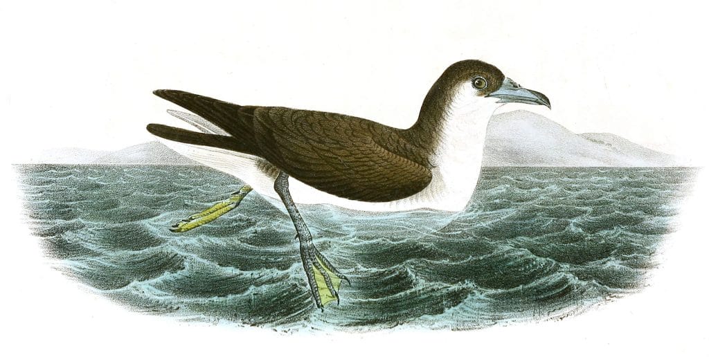 Dusky Shearwater Bird Vintage Illustrations