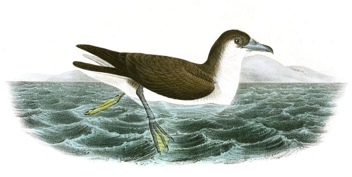Dusky Shearwater Bird Vintage Illustrations