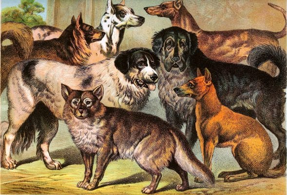 ESquimauxc Danish Dog Irish Greyhound Dingo Newfoundland Thibet DOg and Wild Dog Vintage Illustrations
