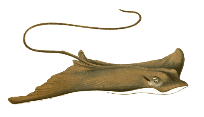 Eagle Ray Vintage Illustration