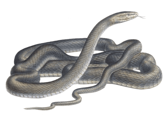 Eastern Green Mamba snake Naia Angusticeps Vintage Illustration