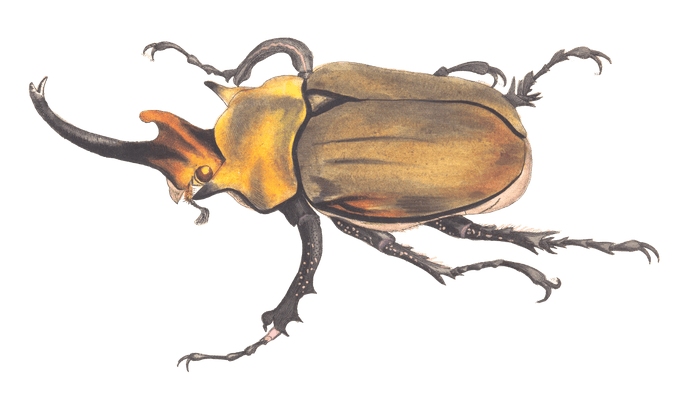 Elephant Beetle Vintage Insect Illustration