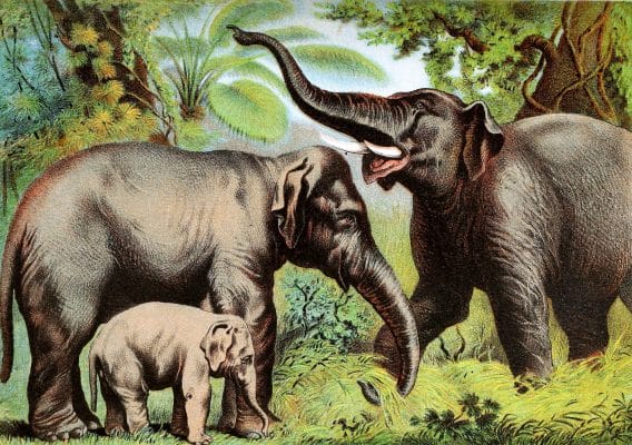Elephant Vintage Illustrations