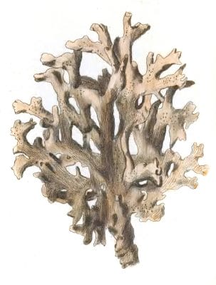 Elks Horn Millepore Vintage Coral Illustration
