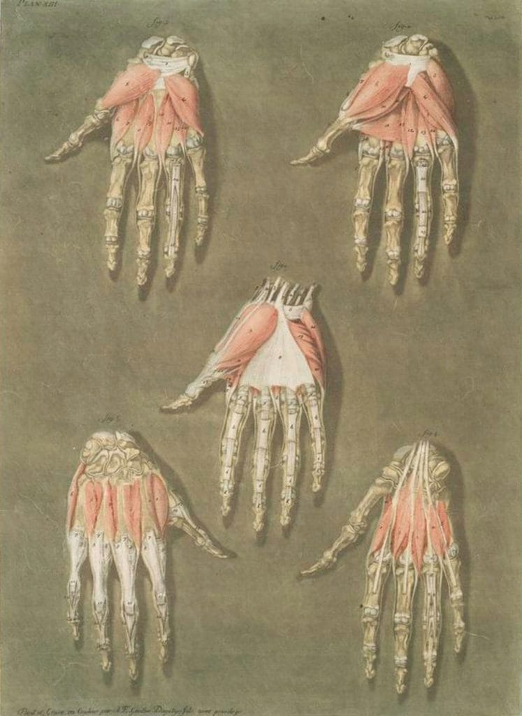 Elle Presente En Detail Les Muscles Situes Dans La Main.... Pl. 13 Muscle And Structure Of Human Hands Vintage Anatomy Illustrations in the public domain