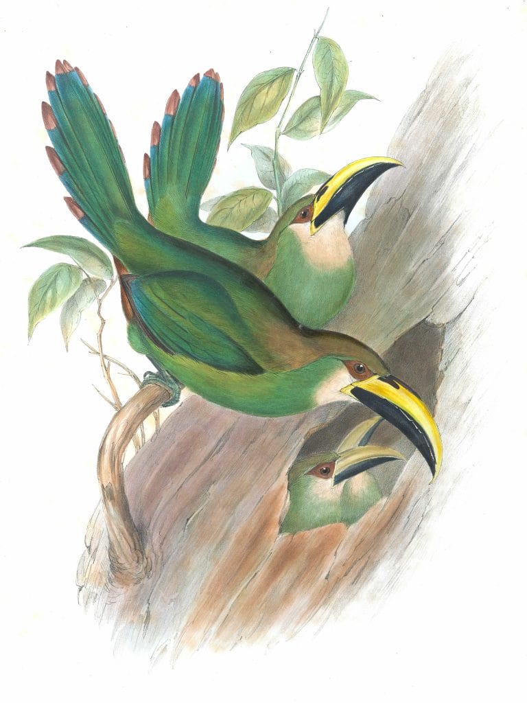 Emerald-toucanet-Aulacorhynchus-Prasinus