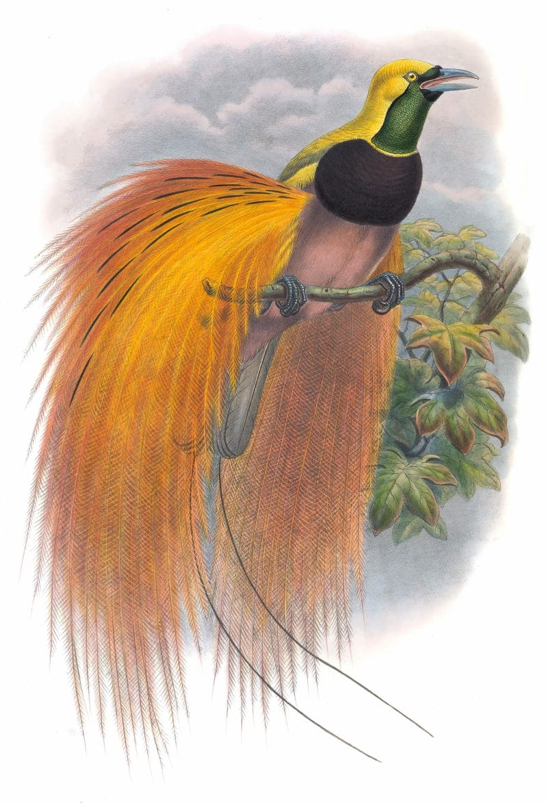 Empress Of Germanys Bird Of Paradise Paradisea Augustae Victoriae Vintage Illustration