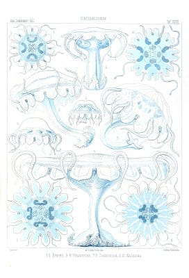 Ephyra Palephyra Zonephyra Nausicaa Vintage Jellyfish Illustration