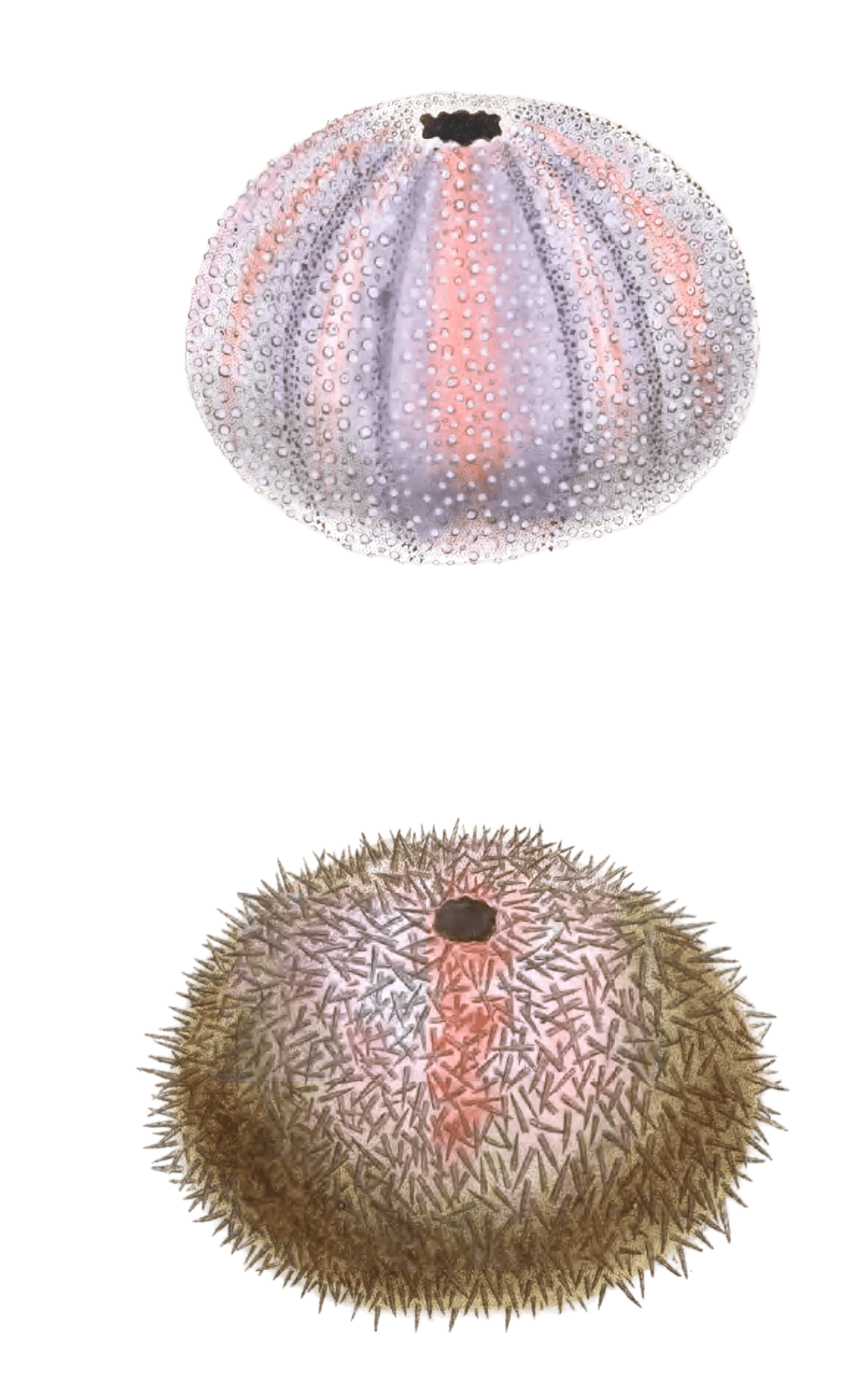 Esculent Echinus Sea Urchin Vintage Illustration