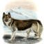Esquimaux Dog Canis Familiaris Vintage Illustration
