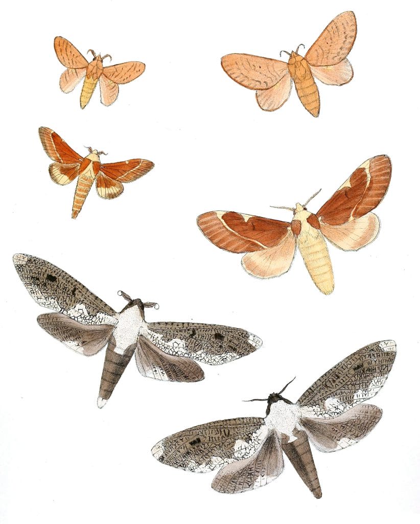 Estigena-Nandina-Taragama-Igniflua-Hinnaeya-Leuconota-Moth-Vintage-Illustration