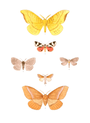 Eupterote-fasciata-Horanpella-Cinnamomea-Padala-Dolosa-Attaatha-regalis-Chilena-Similis-Hepialus-Taprobanus