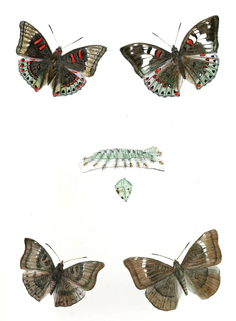 Euthalia-lubentina-Euthalia-Garuda