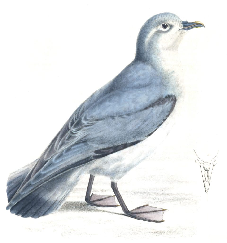 Fairy Prion - Pachyptila turtur - Vintage Bird Illustration
