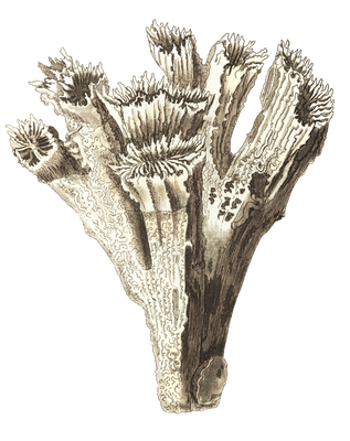 Fastigiated Madrepore Vintage Coral Illustration