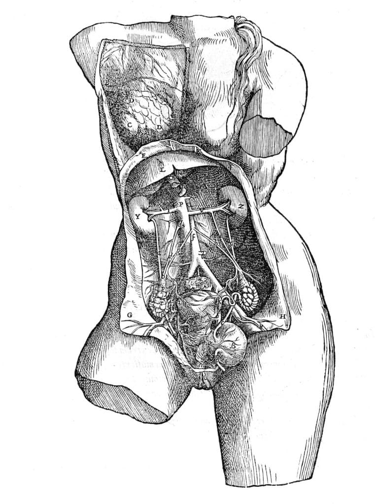 Female Reproductive System Vintage Anatomy Illustrations