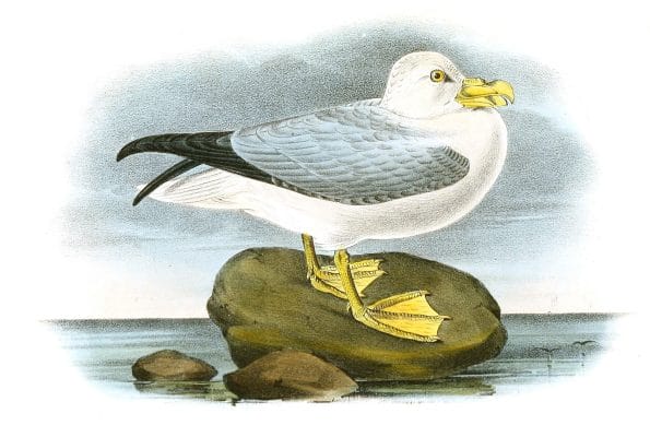 Filmar Petred Bird Vintage Illustrations