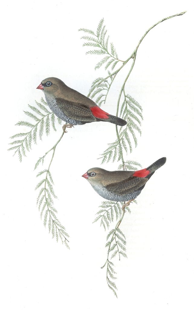 Fire Tailed Finch Bird Vintage Illustrations
