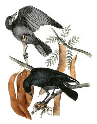 Fish Crow Bird Vintage Illustrations