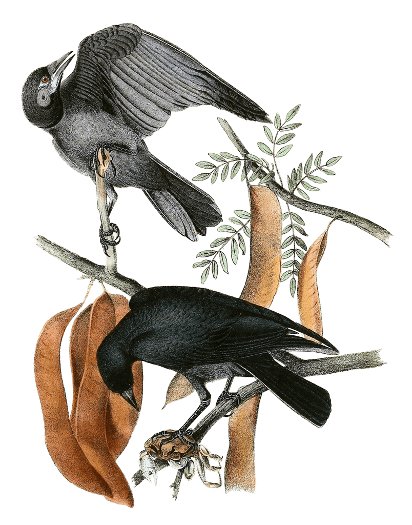 Fish Crow Bird Vintage Illustrations