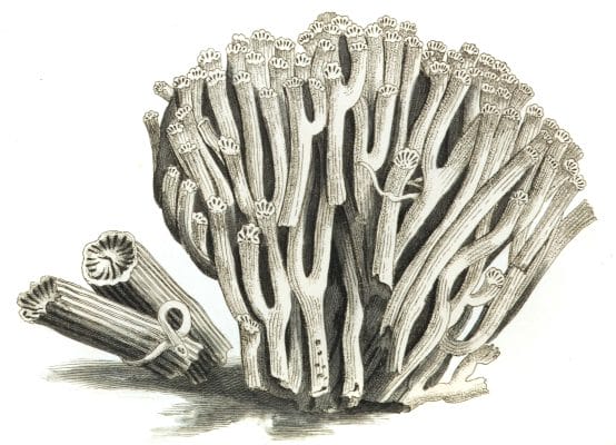 Flexuous Madrepore Vintage Coral Illustration