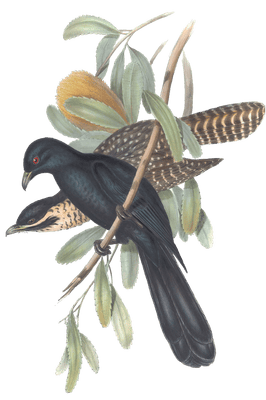 Flinders Cuckoo Bird Vintage Illustrations
