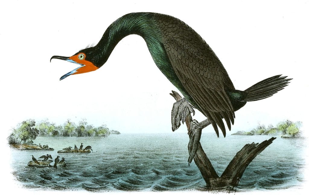 Florida Cormorant Bird Vintage Illustrations