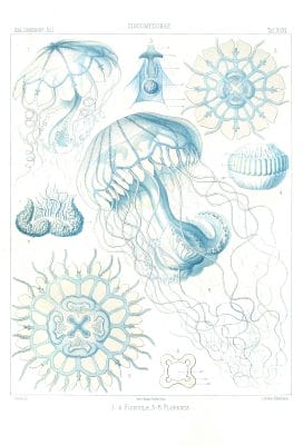 Floscula Floresca Vintage Jellyfish Illustration