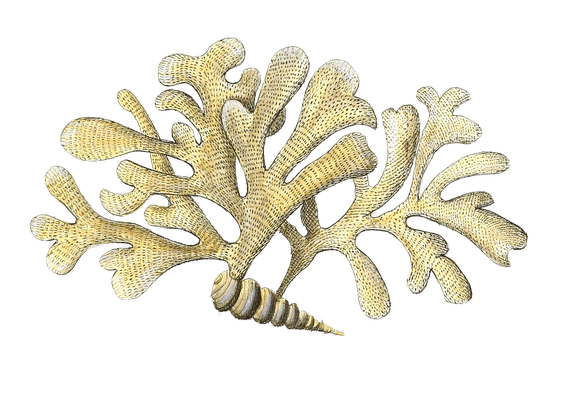 Fluffa Papyracea Vintage Coral Illustration