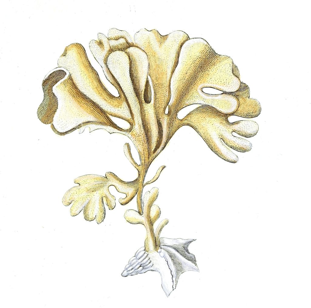 Flusta Foliacea