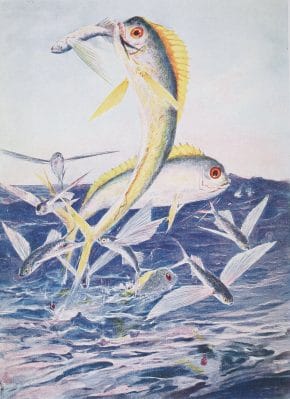 Flying fish attacked Vintage Illustration