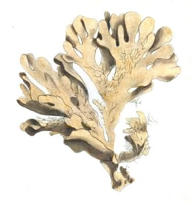 Foliaceous Flustra Vintage Coral Illustration