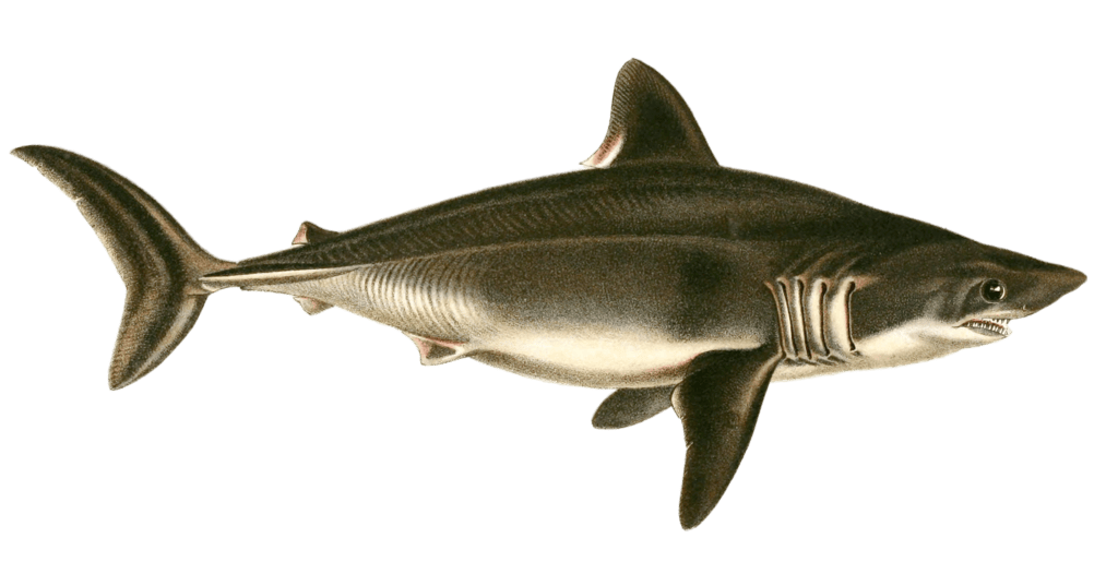 Forbeagle Shark Vintage illustration