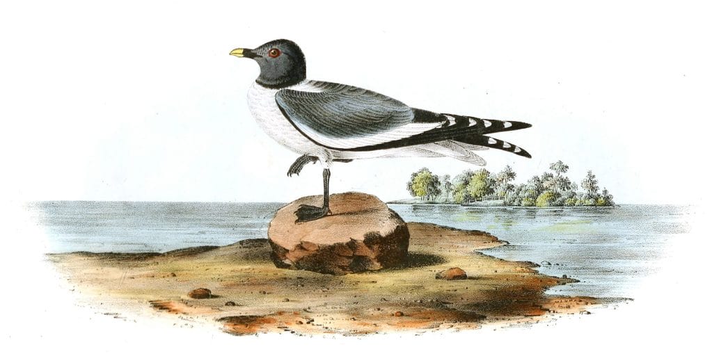 Fork Tailed Gull Bird Vintage Illustrations