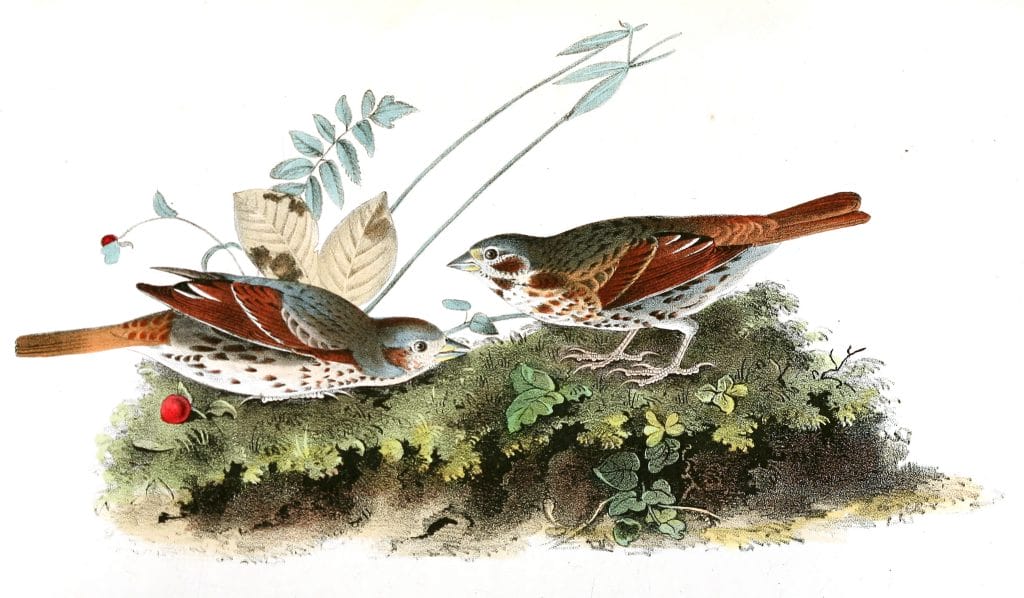 Fox Coloured Finch Bird Vintage Illustrations
