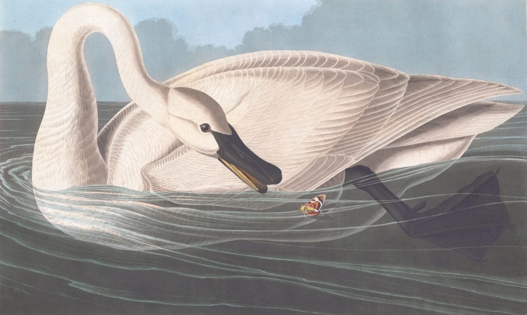 Frumpeter Swan Bird Vintage Illustrations