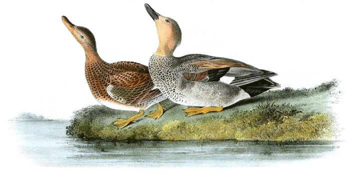 Gadwall Duck Bird Vintage Illustrations