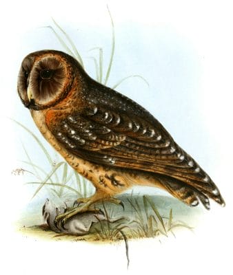 Galapagos Barn Owl Strix Punctatysima