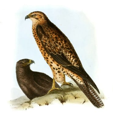 Galapagos Hawk Graxirex Galapagoensis