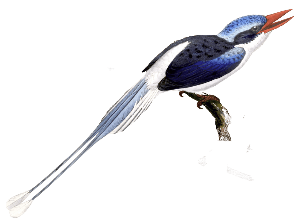 Galatea Kingfisher 2 Bird Vintage Illustration