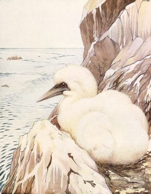 Gannet Vintage Baby Bird Illustration