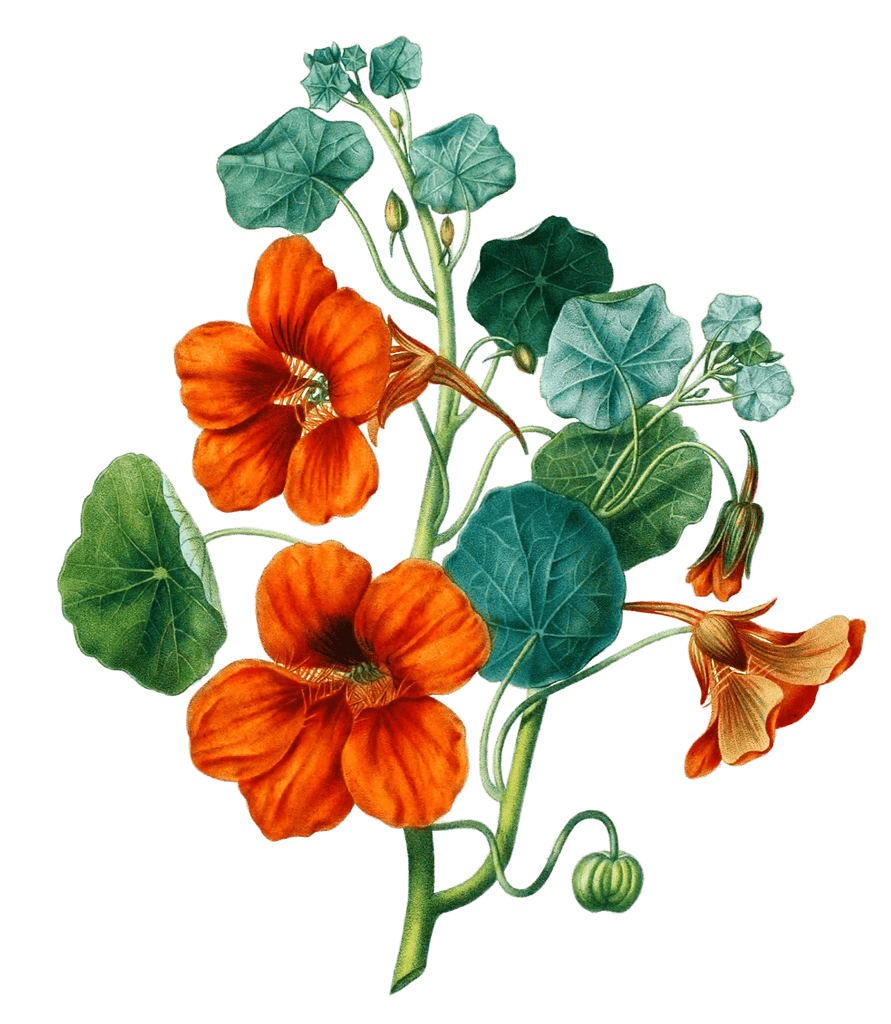 Garden Nasturtium Capucine Vintage Flower Illustration