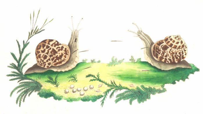 Garden-Snail-Vintage-Illustration