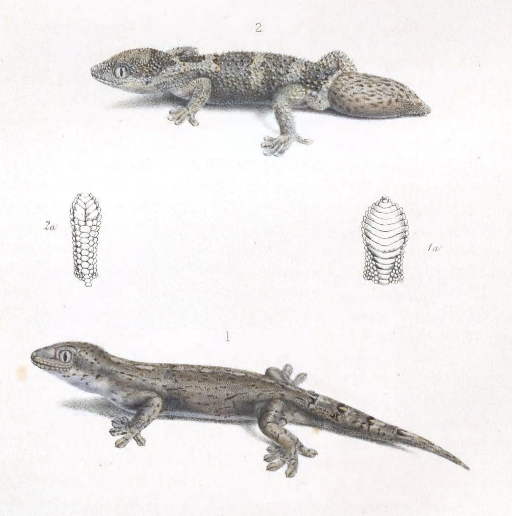 Geko Walbergh And Pachydactylus Rugosus And Hemidactylus Capensis Vintage Illustration