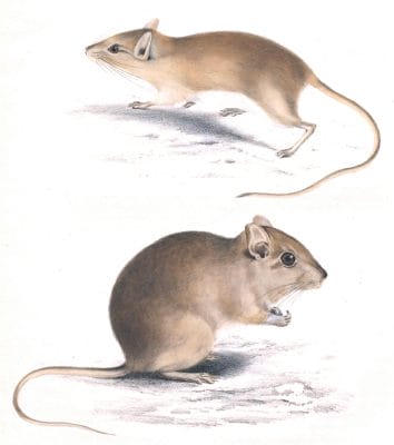 Gerbilus Montanus and Tenuis rats