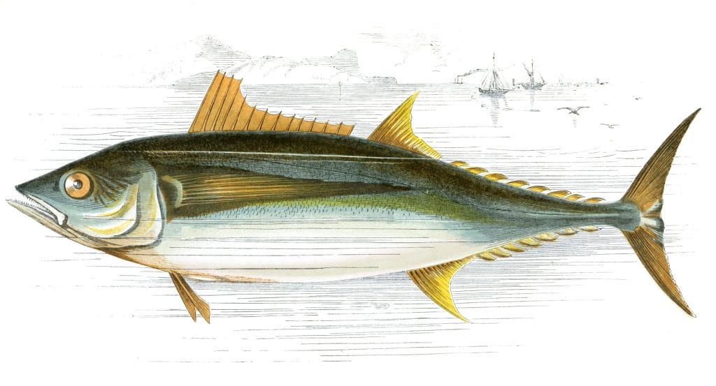 Germon Fish Vintage Illustration